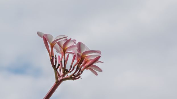 Bunch of pink plumeria tropical flowers with sky background
