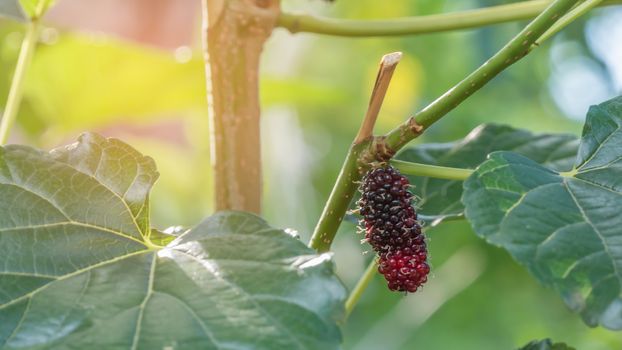 ripe mulberries fruit  in the green foliage