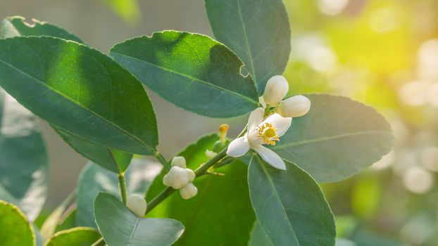 detail of blossoming lime flower wiith green leaves