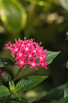 The background image of the colorful flowers, background nature