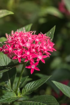 The background image of the colorful flowers, background nature