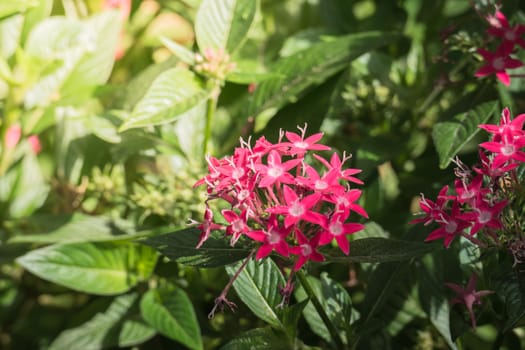 The background image of the colorful flowers, background nature