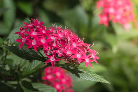 The background image of the colorful flowers, background nature