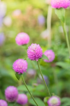 The background image of the colorful flowers, background nature