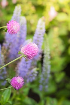 The background image of the colorful flowers, background nature