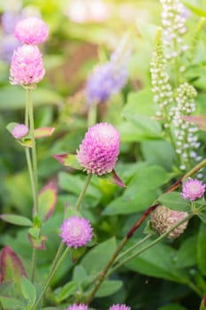 The background image of the colorful flowers, background nature