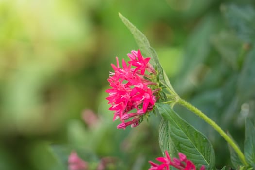 The background image of the colorful flowers, background nature