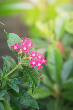 The background image of the colorful flowers, background nature