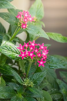 The background image of the colorful flowers, background nature