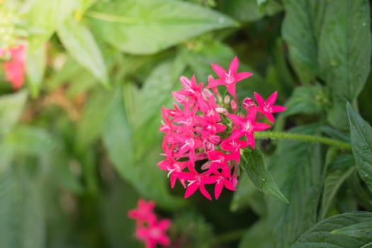 The background image of the colorful flowers, background nature