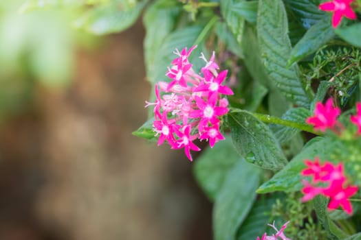 The background image of the colorful flowers, background nature