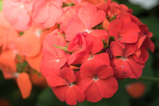 The background image of the colorful flowers, background nature