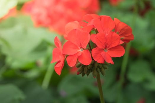 The background image of the colorful flowers, background nature