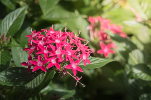 The background image of the colorful flowers, background nature