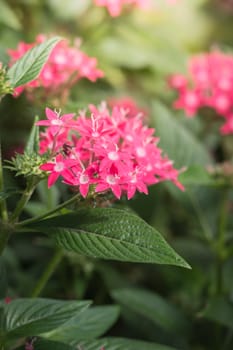 The background image of the colorful flowers, background nature