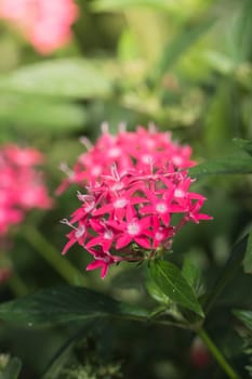 The background image of the colorful flowers, background nature