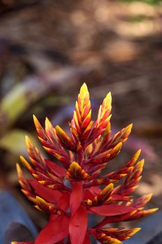 Bromeliad Aechmea ‘Frappuccino’ hybrid flower blooms in a garden in Naples, Florida
