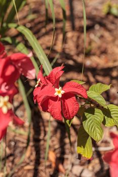 Ashanti blood Mussaenda erythrophylla flower blooms in a garden in Naples, Florida