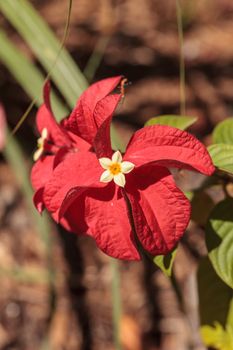 Ashanti blood Mussaenda erythrophylla flower blooms in a garden in Naples, Florida