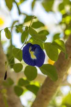 Blue flowers of Krishna’s butter cup Ficus benghalensis var. krishnae blooms on a tree in Naples, Florida