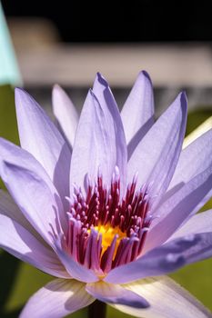 Blue Star Water lily Nymphaea nouchali blossoms among lily pads on a pond in Naples, Florida