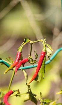 Cheyenne pepper hybrid in an organic vegetable garden in Naples, Florida