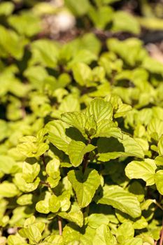 Chocolate mint herb Mentha x piperita ‘Chocolate’ grows in an organic herb garden on a farm in Naples, Florida