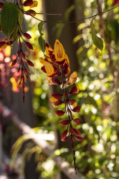 Yellow and red clock vine Thenbergia mysorensis flowers on a long vine bloom in a garden in Naples, Florida