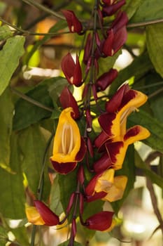 Yellow and red clock vine Thenbergia mysorensis flowers on a long vine bloom in a garden in Naples, Florida