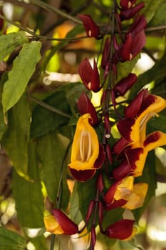 Yellow and red clock vine Thenbergia mysorensis flowers on a long vine bloom in a garden in Naples, Florida