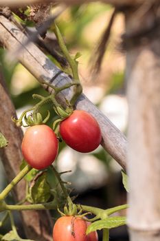 Katana tomato Lycopersicon lycopersicum grows in an organic botanical vegetable garden in Naples, Florida