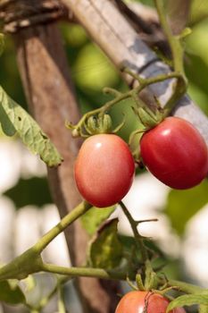 Katana tomato Lycopersicon lycopersicum grows in an organic botanical vegetable garden in Naples, Florida