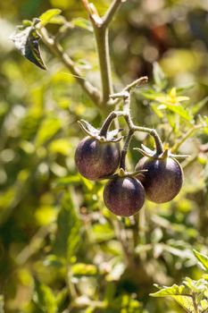 Cherry tomatoes called kissed by a smurf for being purple tomatoes in an organic vegetable garden