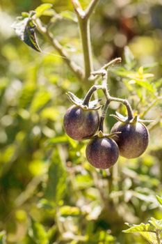 Cherry tomatoes called kissed by a smurf for being purple tomatoes in an organic vegetable garden