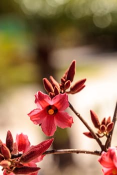 Kurrajong hybrid pink flower Brachychiton discolor x bidwillii blooms in a garden in Naples, Florida