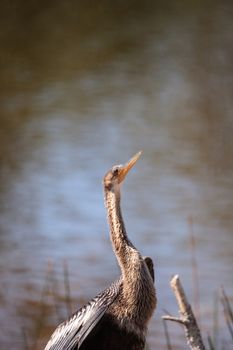 Female Anhinga bird called Anhinga anhinga and snakebird perches near a pond in Naples, Florida