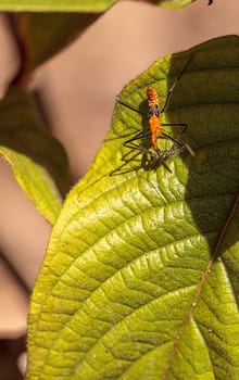 Orange Adult milkweed assassin bug, Zelus longipes Linnaeus on a leaf in a vegetable garden in Naples, Florida