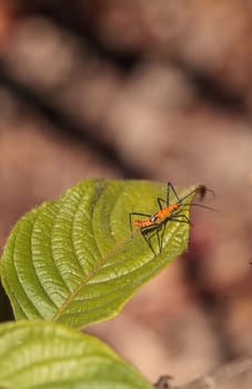 Orange Adult milkweed assassin bug, Zelus longipes Linnaeus on a leaf in a vegetable garden in Naples, Florida