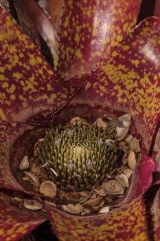 Bromeliad Neoregelia ‘Lava’ flowers bloom with waters blooming in the center in a garden in Naples, Florida.