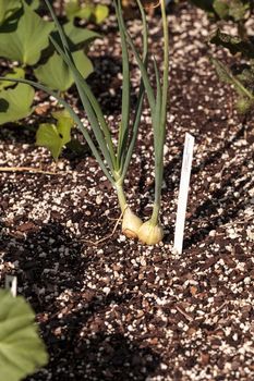 Onions grow in an organic vegetable garden on a farm in Naples, Florida