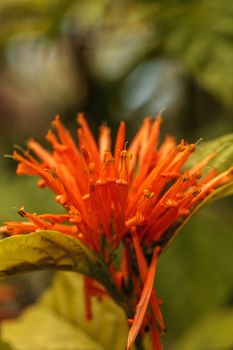 Orange Mexican honeysuckle Justicia sidicaro flower blooms in a garden in Naples, Florida