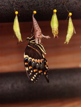 Palamedes swallowtail butterfly, Papilio palamedes, emerges from a chrysalis, in a butterfly garden in spring in Naples, Florida, USA