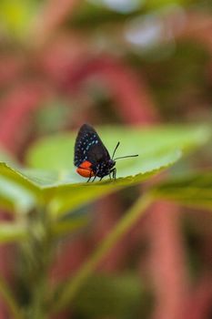 Black and orange red Atala butterfly called Eumaeus atala perches on a green leaf in a botanical garden in Naples, Florida