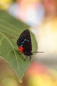 Black and orange red Atala butterfly called Eumaeus atala perches on a green leaf in a botanical garden in Naples, Florida
