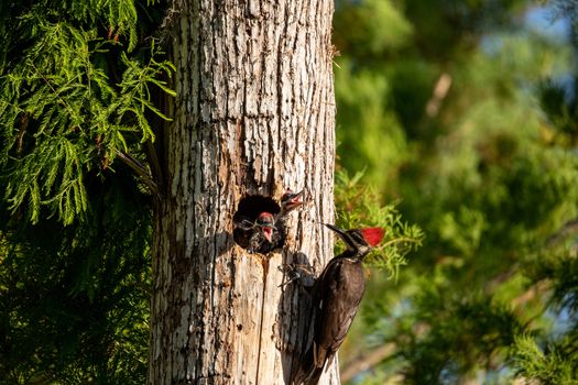 Adult pileated woodpecker bird Dryocopus pileatus feeds baby chicks in the hole of a pine tree at the Corkscrew Swamp Sanctuary in Naples, Florida