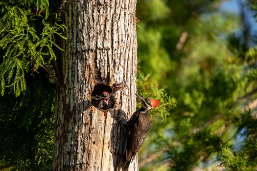 Adult pileated woodpecker bird Dryocopus pileatus feeds baby chicks in the hole of a pine tree at the Corkscrew Swamp Sanctuary in Naples, Florida