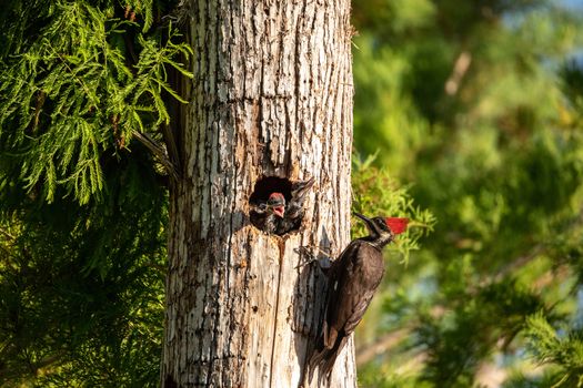 Adult pileated woodpecker bird Dryocopus pileatus feeds baby chicks in the hole of a pine tree at the Corkscrew Swamp Sanctuary in Naples, Florida