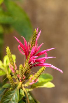 Pink bee balm spikey flower Monarda didyma in a garden in Naples, Florida
