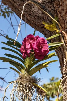 Pink aranda orchid hanging from a tree with its roots exposed in Naples Florida