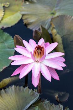 Pink water lily Nymphaea blooms in the Corkscrew Swamp Sanctuary in Naples, Florida